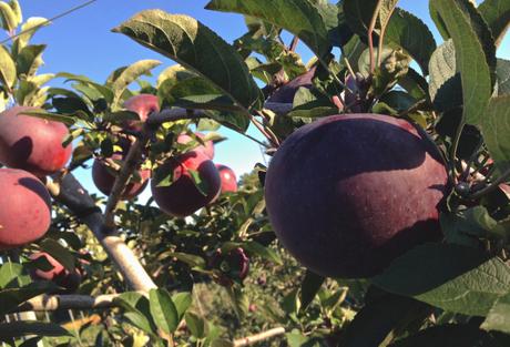 Apple Picking