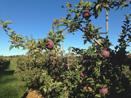 Apple Picking