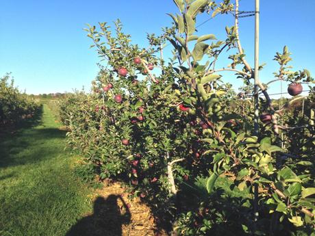 Apple Picking