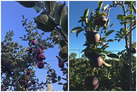 Apple Picking