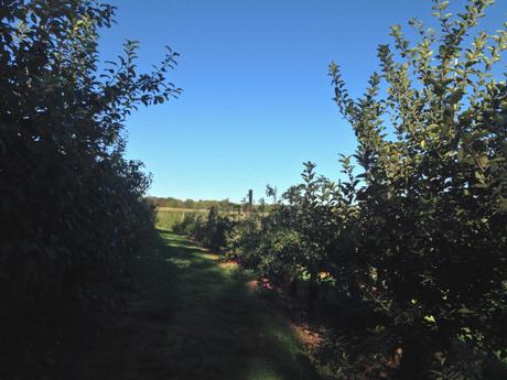 Apple Picking