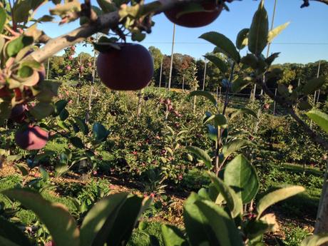 Apple Picking