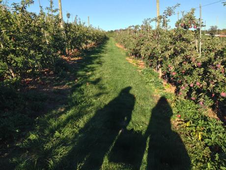 Apple Picking