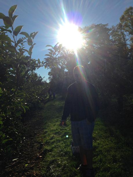 Apple Picking