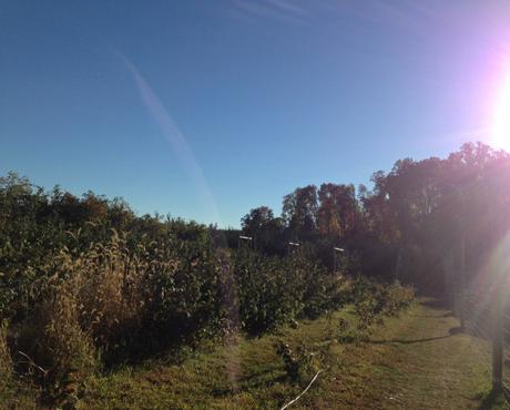 Apple Picking