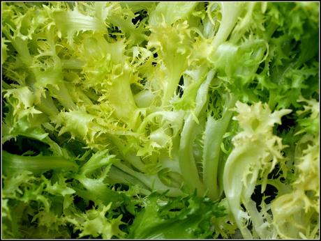 Curly Endive