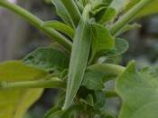 Brugmansia Moment