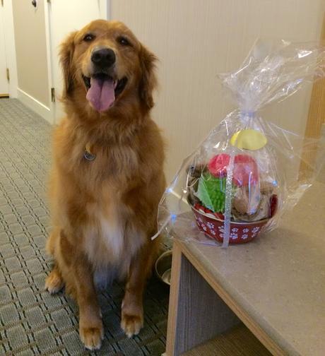 Miley in the Two Trees Inn pet friendly hotel room with a doggie gift basket