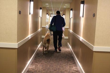 A dog walking the halls of Two Trees Inn Pet Friendly Hotel