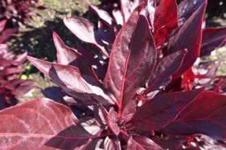 Iresine lindenii Leaf (19/09/2015, Kew Gardens, London)