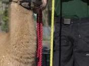 Menagerie Trois ~meerkat Keeper; Llama Keeper Monkey Handler