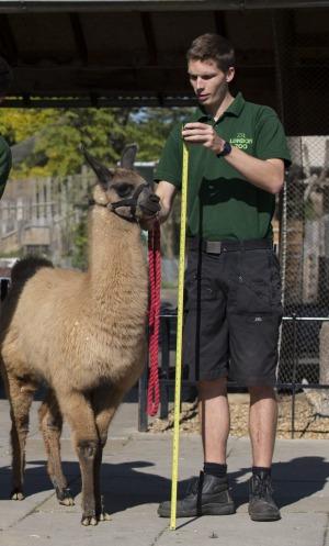 menagerie a trois ~meerkat keeper; llama keeper and monkey handler !!