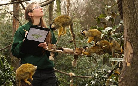 menagerie a trois ~meerkat keeper; llama keeper and monkey handler !!