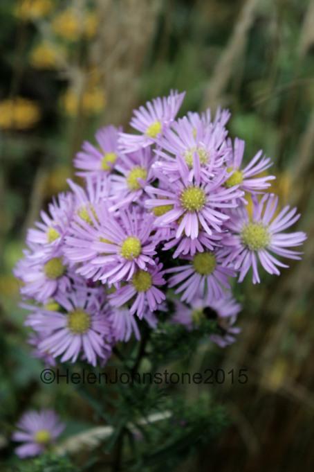 Symphyotrichum 'Ochtendgloren'