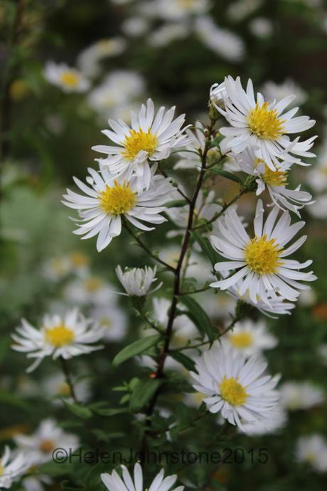 Symphyotricum 'Les Moutiers'