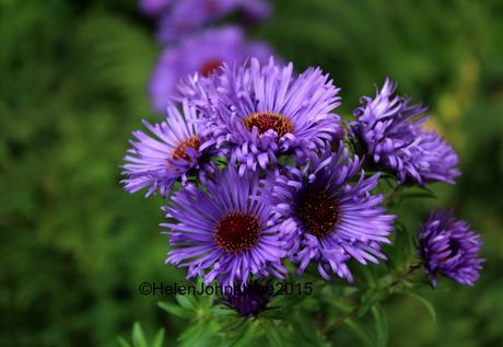 Aster novae-angliae 'St Michael's'