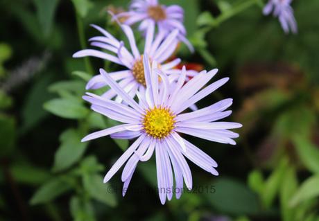 Aster frikartii wunder von staffa