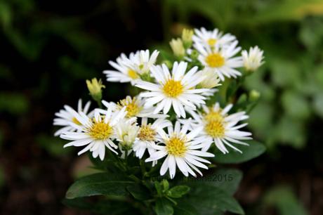 Aster trifoliatus subsp. ageratoides 'Stardust' 