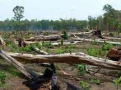 Protected Intact Forests Lost Alarming Rate Around World