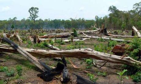 Protected and intact forests lost at an alarming rate around the world