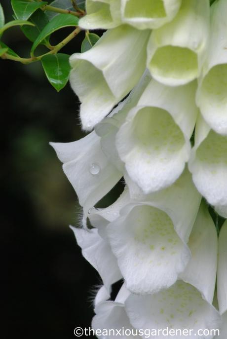 White Foxglove