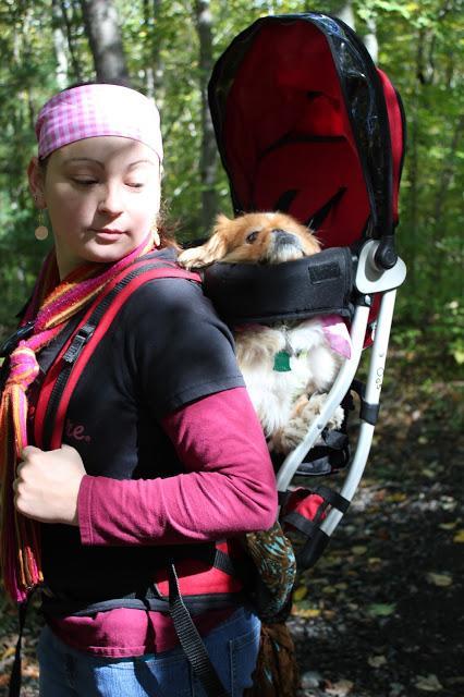 Hiking Lantern Hill With Your Dog #Walktober