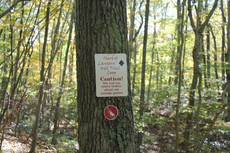 Hiking the Pequot Trails with your dog to Lantern Hill Summit #Walktober