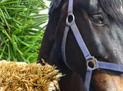 Hayride Fragrance