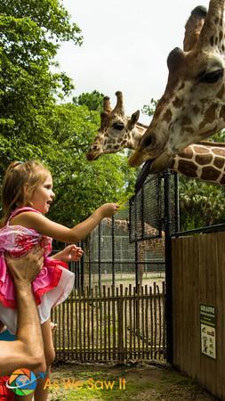 Feeding the Giraffes at the Naples Zoo.