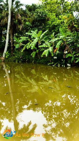 Lush tropical gardens and the gators at the Naples Zoo.