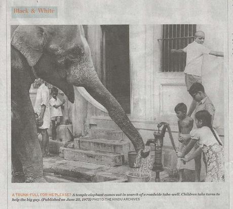affable 'Azhwar' - the elephant of Sri Parthasarathi temple ~ b&w photo from The Hindu 1975