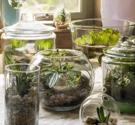 'Terrariums: Gardens Under Glass'- a great book full of ideas and inspiration for creating your own terrariums.