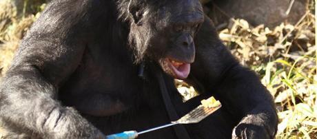 Primates don’t like to share food