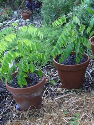 Curry leaf tree, the second generation