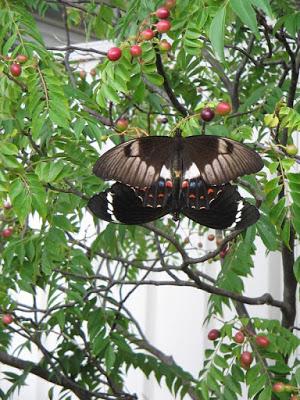 Curry leaf tree, the second generation