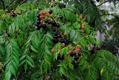 Curry leaf tree, the second generation