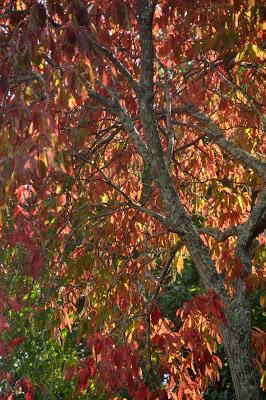 Sunday, Sunday . . . Skies and Sourwood