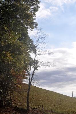 Sunday, Sunday . . . Skies and Sourwood