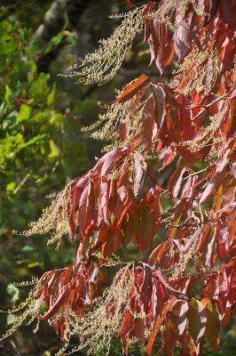 Sunday, Sunday . . . Skies and Sourwood