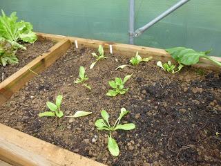 Polytunnel Progress - October