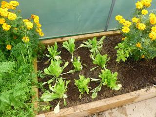 Polytunnel Progress - October