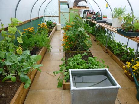 Polytunnel Progress - October