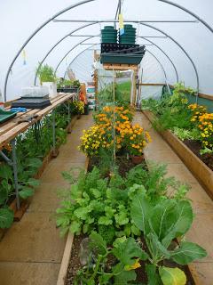 Polytunnel Progress - October