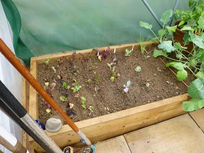 Polytunnel Progress - October