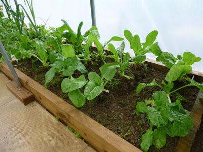 Polytunnel Progress - October