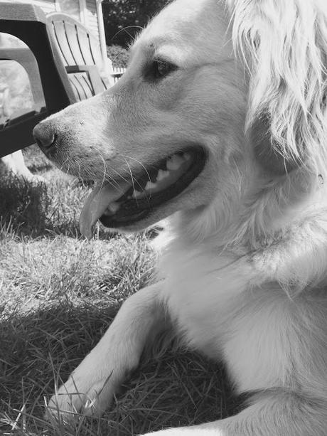 the profile of a golden retriever dog #blackandwhitesunday