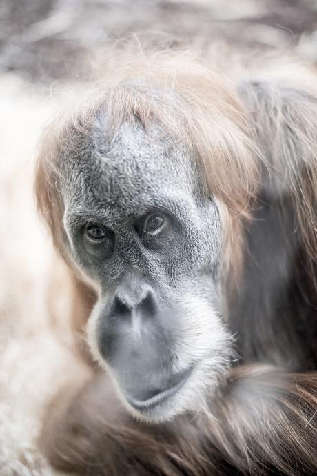 Cages of … _DSC0972