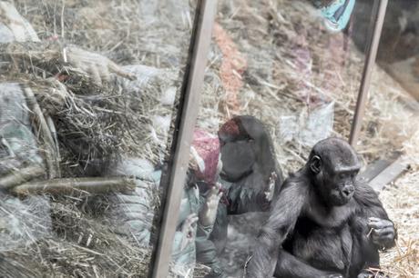 Cages of … _DSC0940