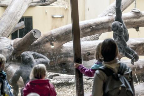 Cages of … _DSC0918