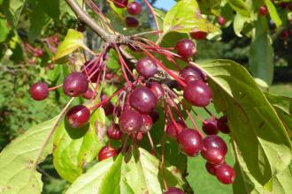 Malus halliana Fruit (19/09/2015, Kew Gardens, London)